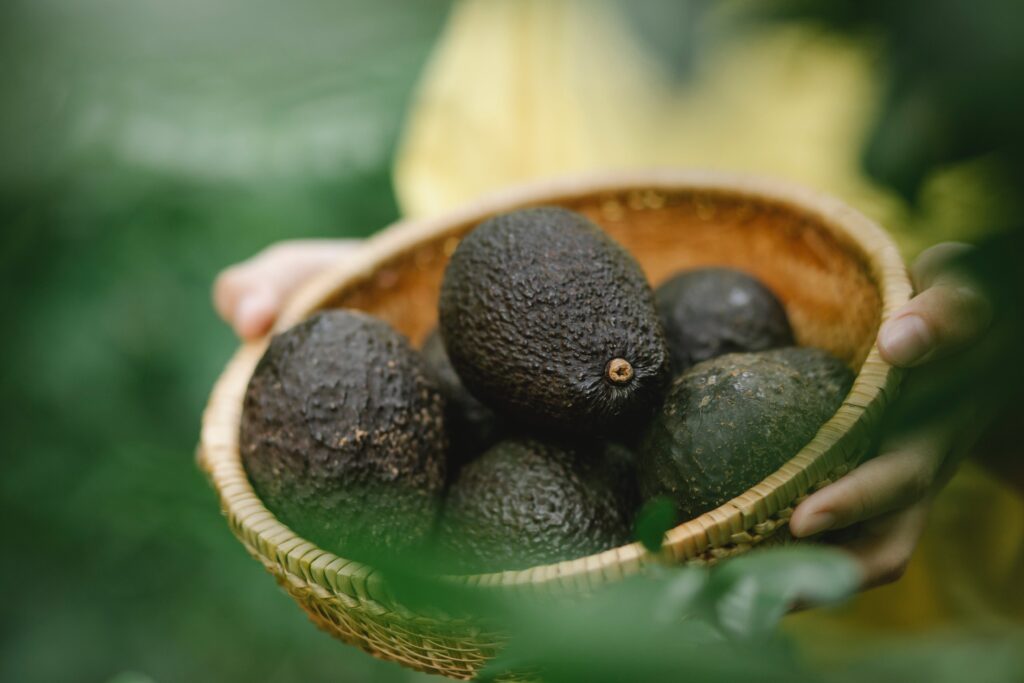 De Verbazingwekkende Voordelen van Avocado’s voor Je Gezondheid